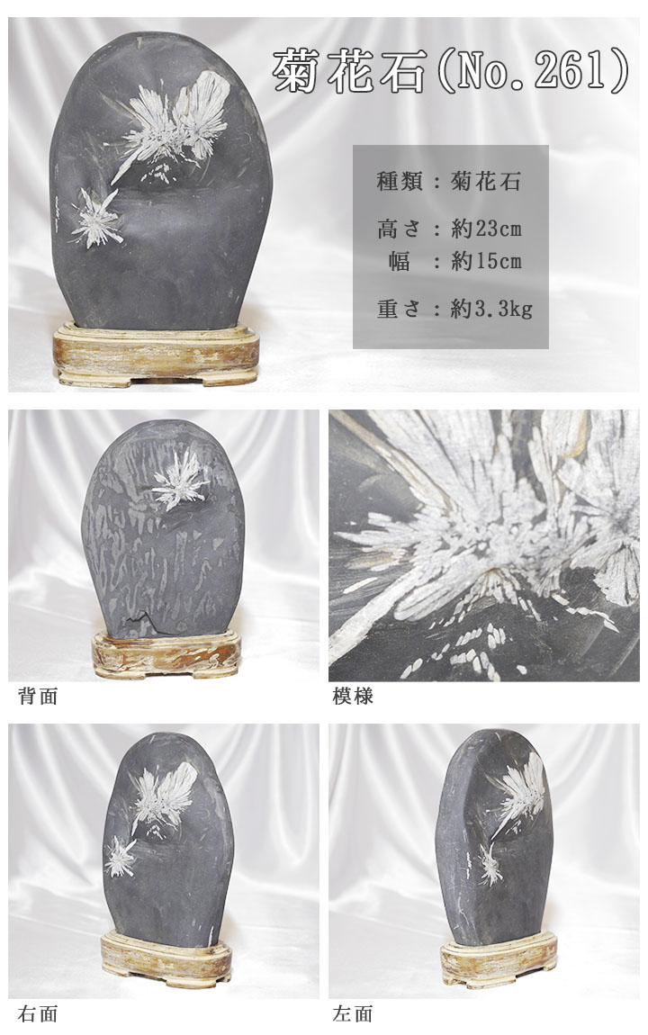 菊花石 No.261 【鑑賞用鉱石】 高さ:約23cm 幅:約15cm 重さ:約3.3kg