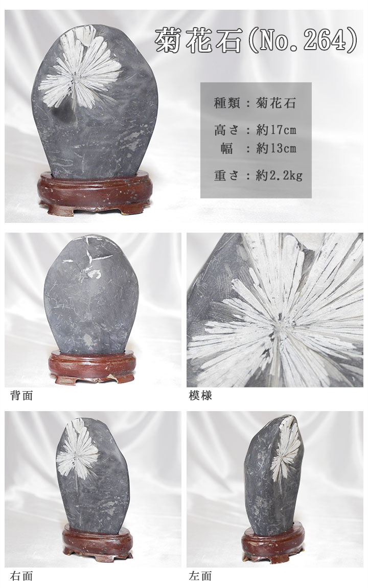 菊花石 No.264 【鑑賞用鉱石】高さ:約17cm 幅:約13cm 重さ:約2.2kg