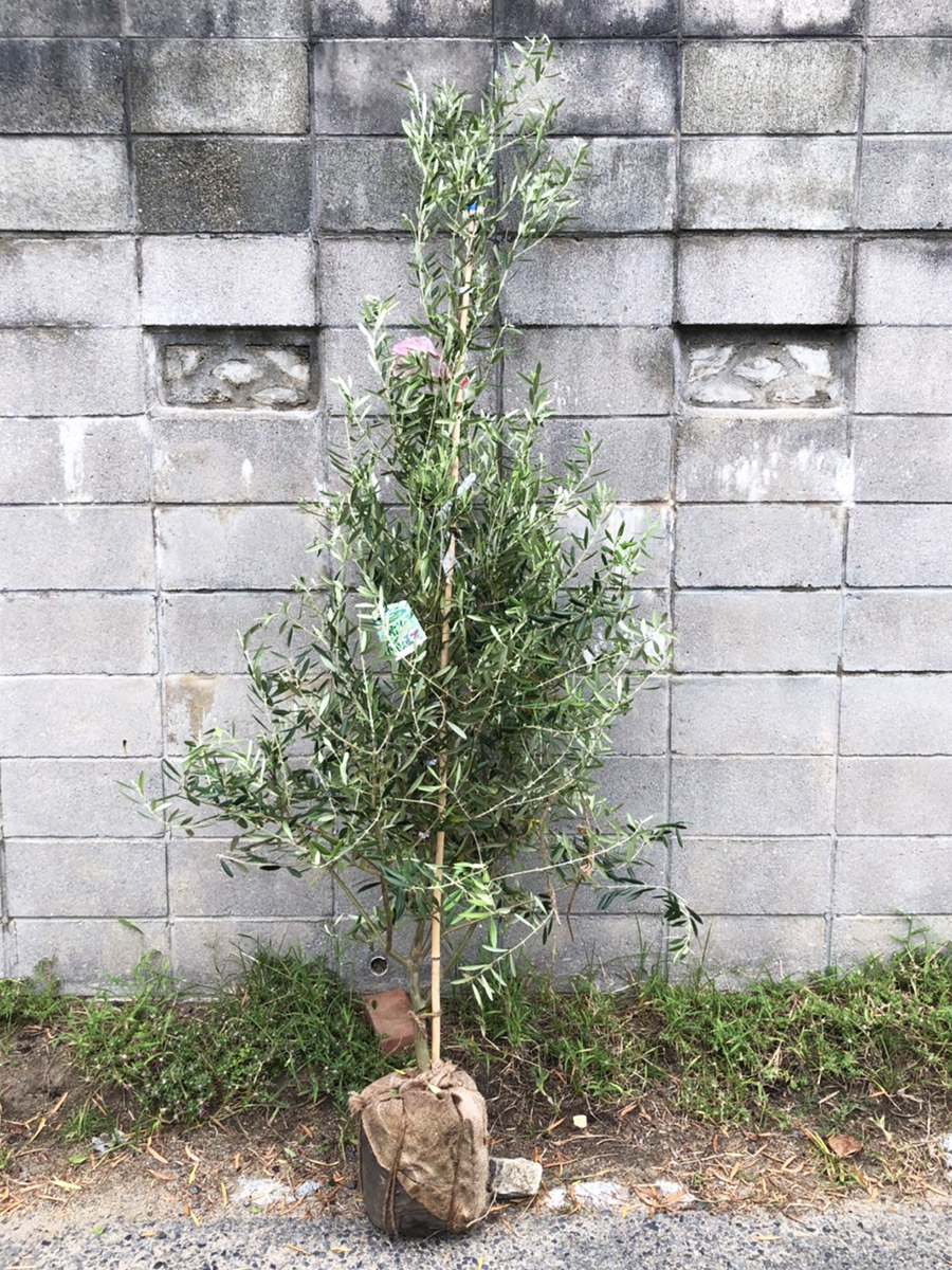 オリーブ（ネバディロ・ブランコ） | Tokiwaen・岡本常盤園