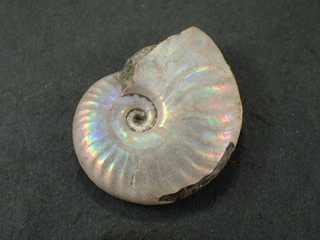 最高品質レインボーアンモナイト化石(Ammonite Fossil) (Cleoniceras