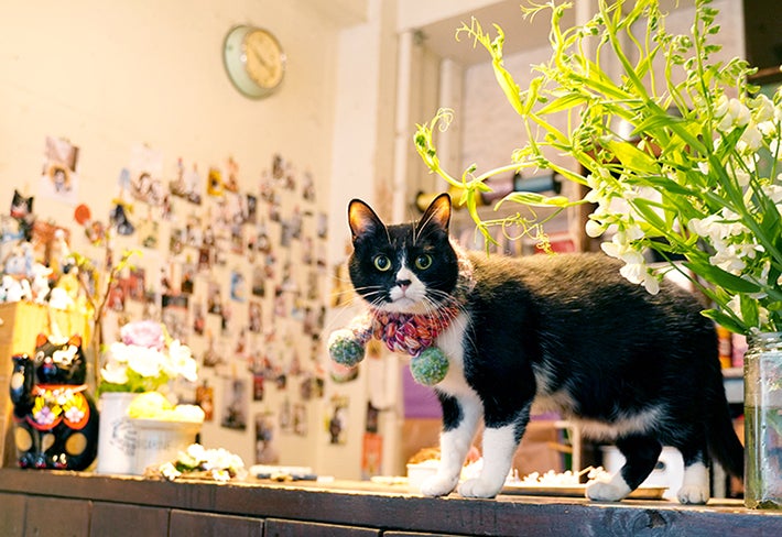 カラフルな花にかこまれた、絵になるおしゃれな白黒猫「スカ」 : 読売新聞