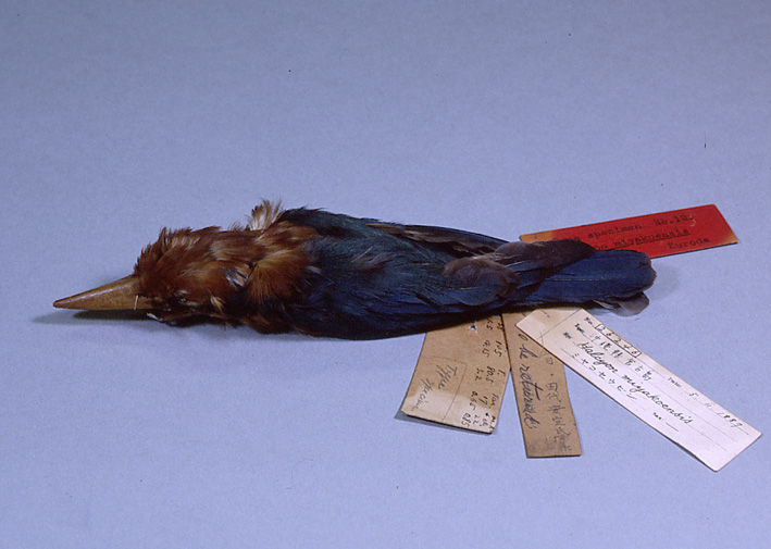 05 | 10月 | 2012 | 山階鳥類研究所広報ブログ