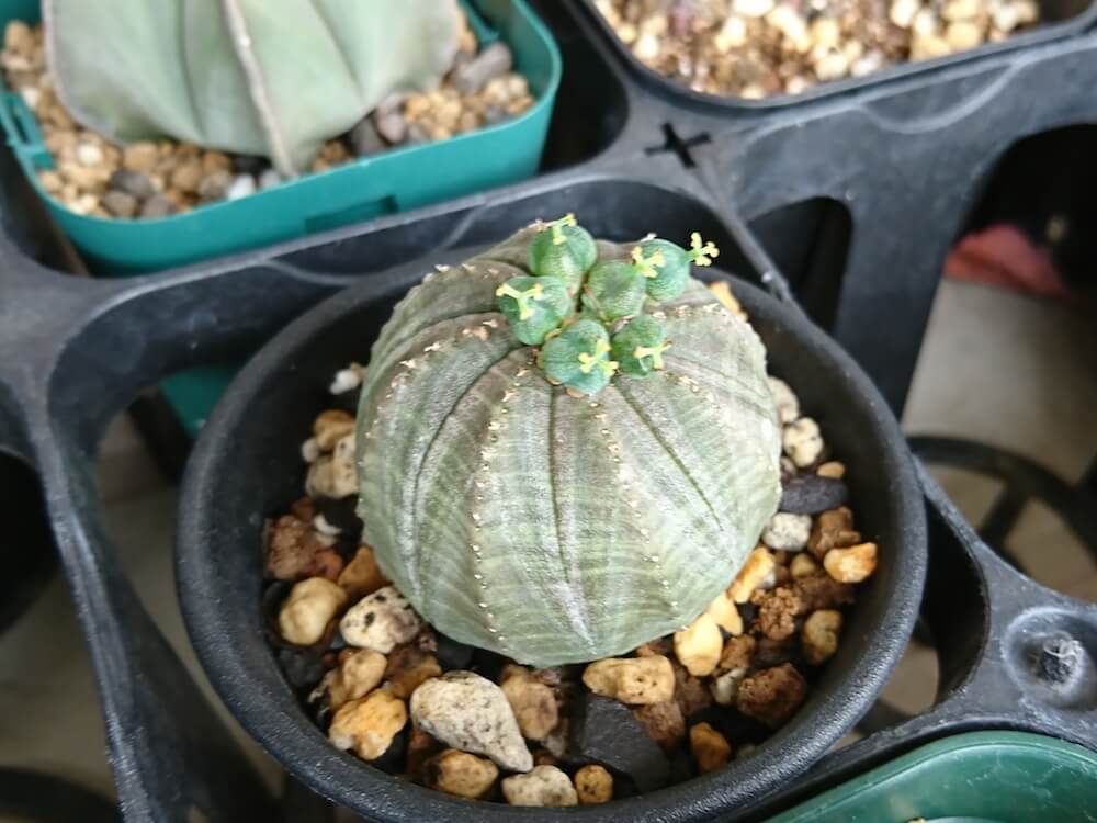 ユーフォルビア・オベサを種から育てる実生、成長記録（2016年6月