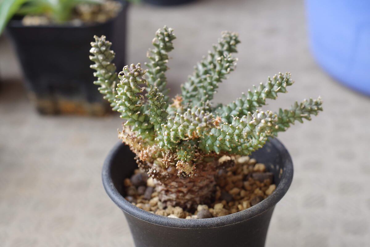 ユーフォルビア・アトロビリディス（Euphorbia atroviridis）の育て方