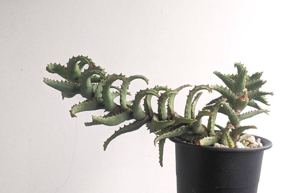 アロエ・カスティロニアエ（Aloe castilloniae）の育て方、成長記録