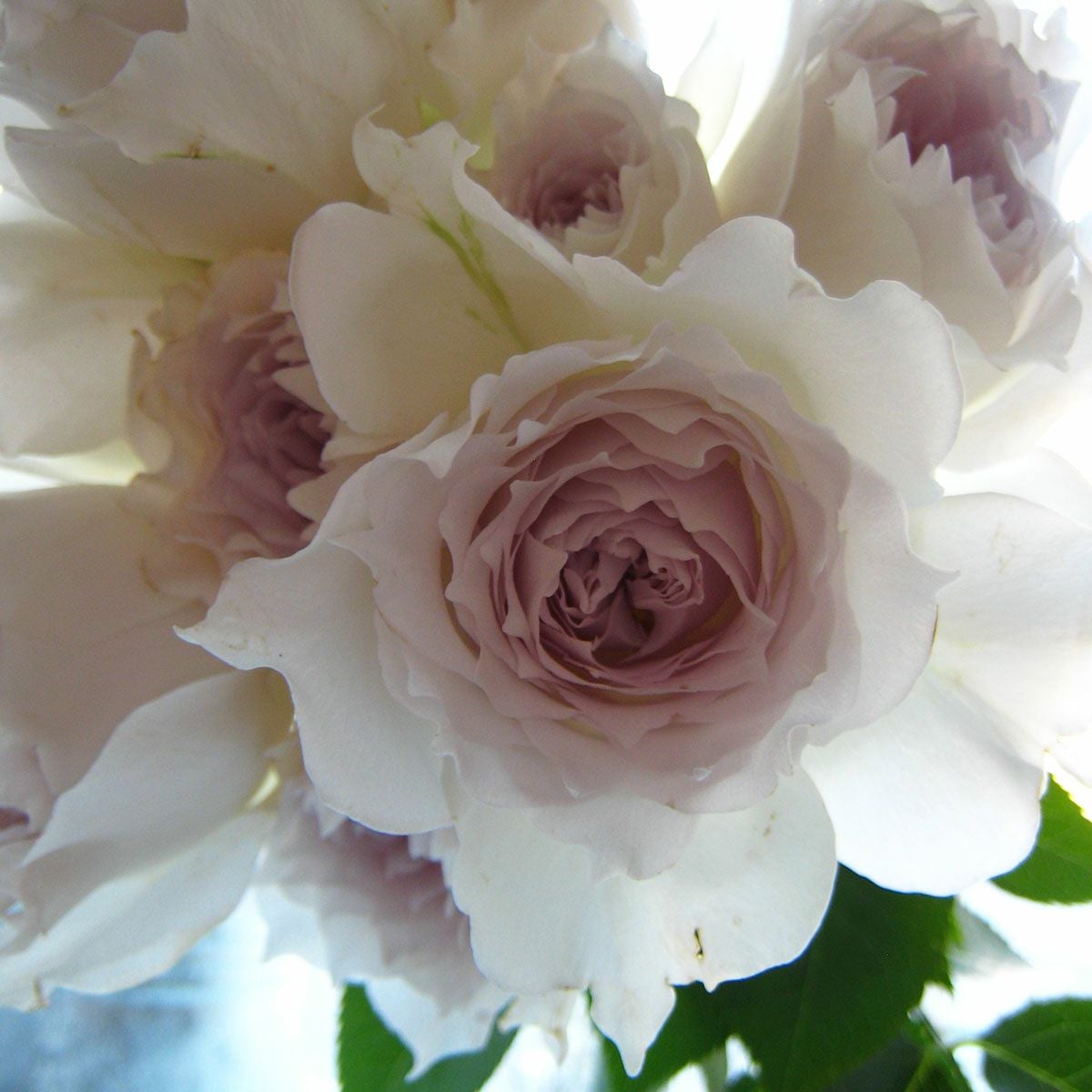 バラ苗 【ガブリエル】 (大苗) シュラブ 半つる性 四季咲き 中輪 白系