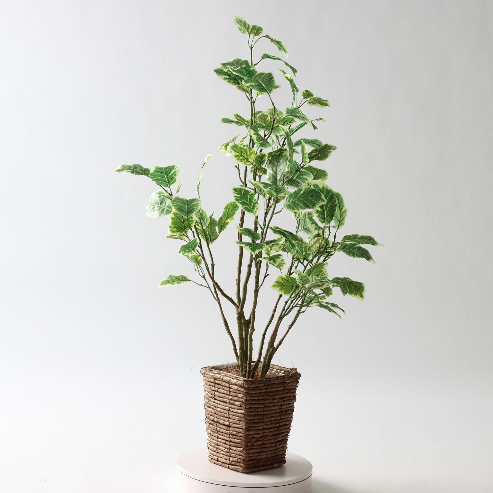 No8437 プレミアム光触媒フェイクグリーン 「斑入りの葉が揺れる