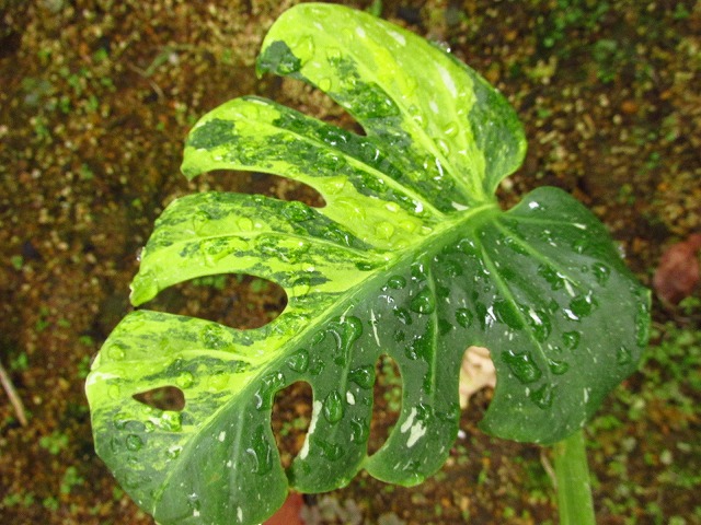 モンステラ デリシオーサ トリカラーバリエガータ(Monstera deliciosa