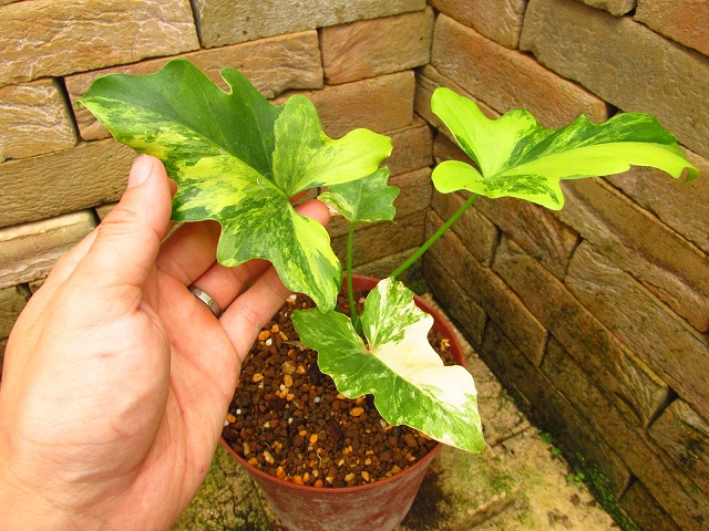 フィロデンドロン セローム 極最麗 安定斑入り(Philodendron selloum