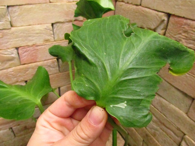 モンステラ デリシオーサ(Monstera deliciosa Sport Unniiae Form