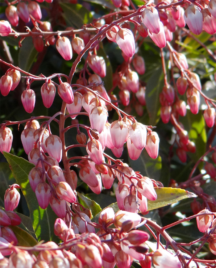山採りアセビ販売 秋元園芸