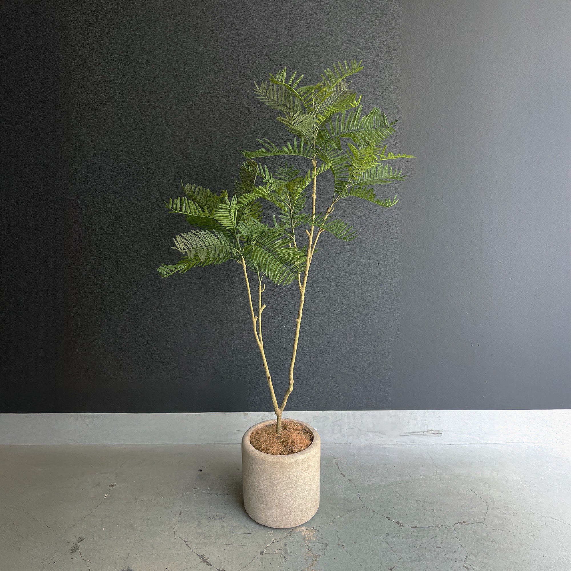 エバーフレッシュ 155cm- フェイクグリーン専用通販サイト – フェイク