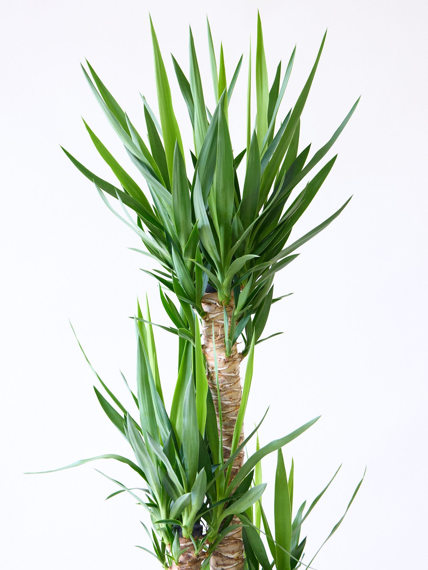 ユッカ・エレファンティペス XL 【首都圏限定】 | 観葉植物の通販 AND