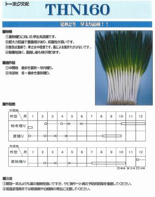 ネギ】F1項羽一本太（THN160）〔トーホク交配〕 | 野菜・草花の種苗の
