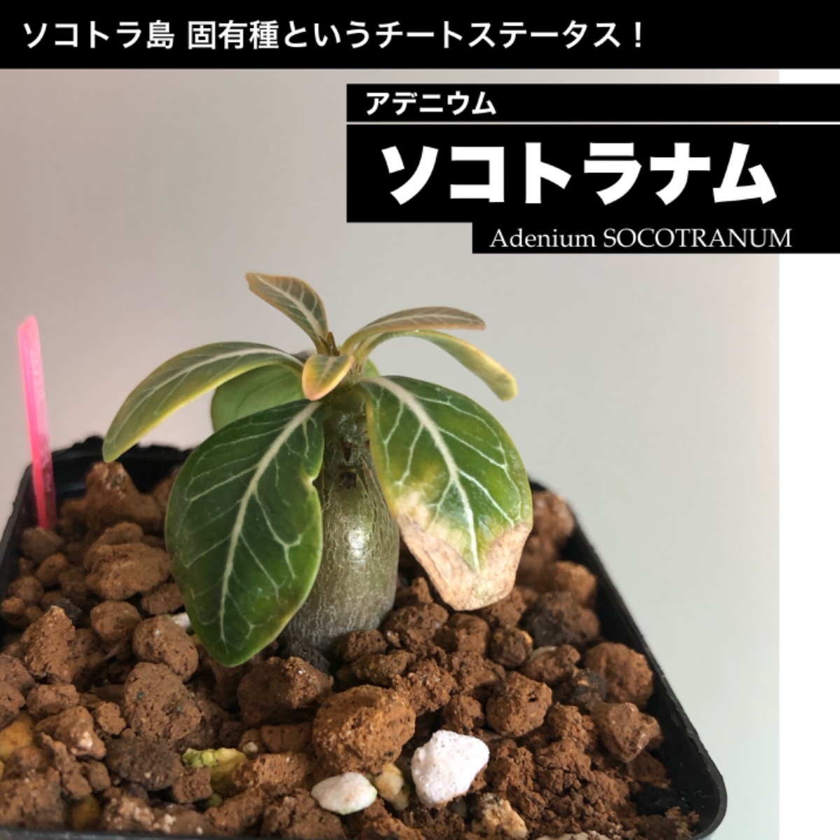 商談中】アデニウム ソコトラナム‼︎‼︎(鉢付) | SHELF