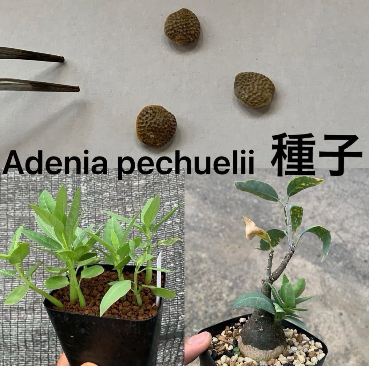 Adenia pechuelii アデニア ペチュエリー 種子10粒（多肉植物 観葉植物