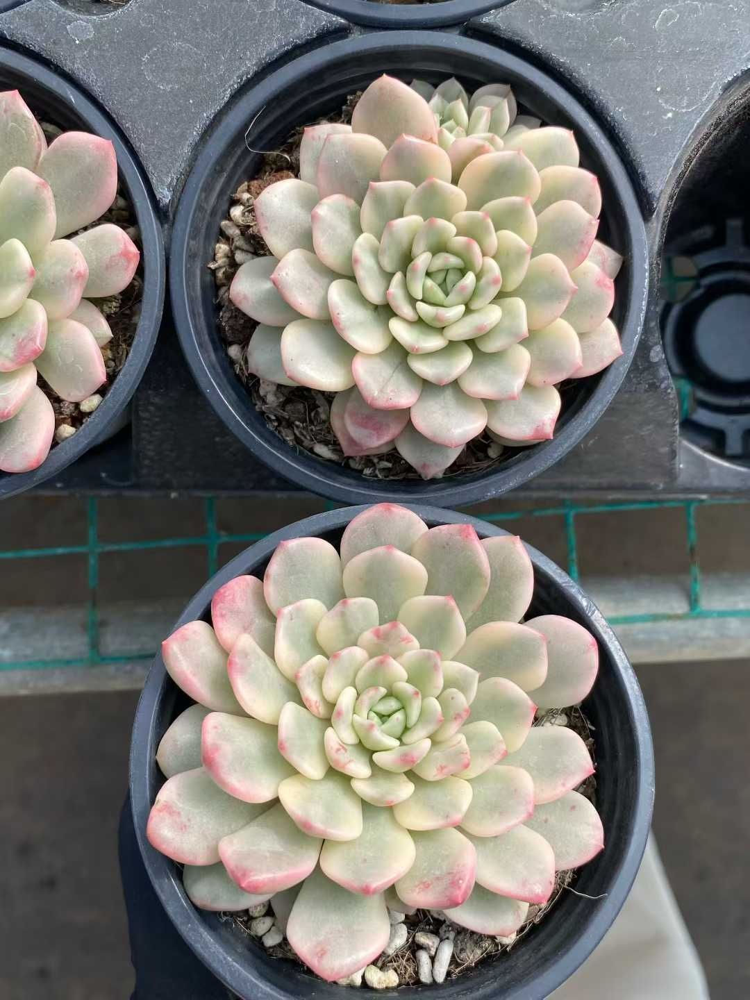 9株の抜き苗セット ルビーニシキ 多肉植物 佐川急便発送 エケベリア