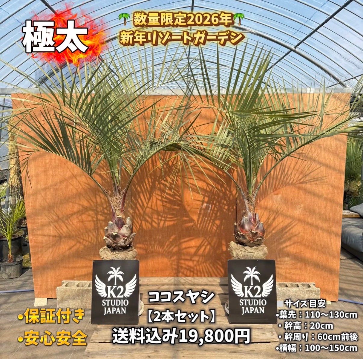 🌴ココスヤシ シルバーリーフ🌴【極太株／2本セット】 - メルカリ