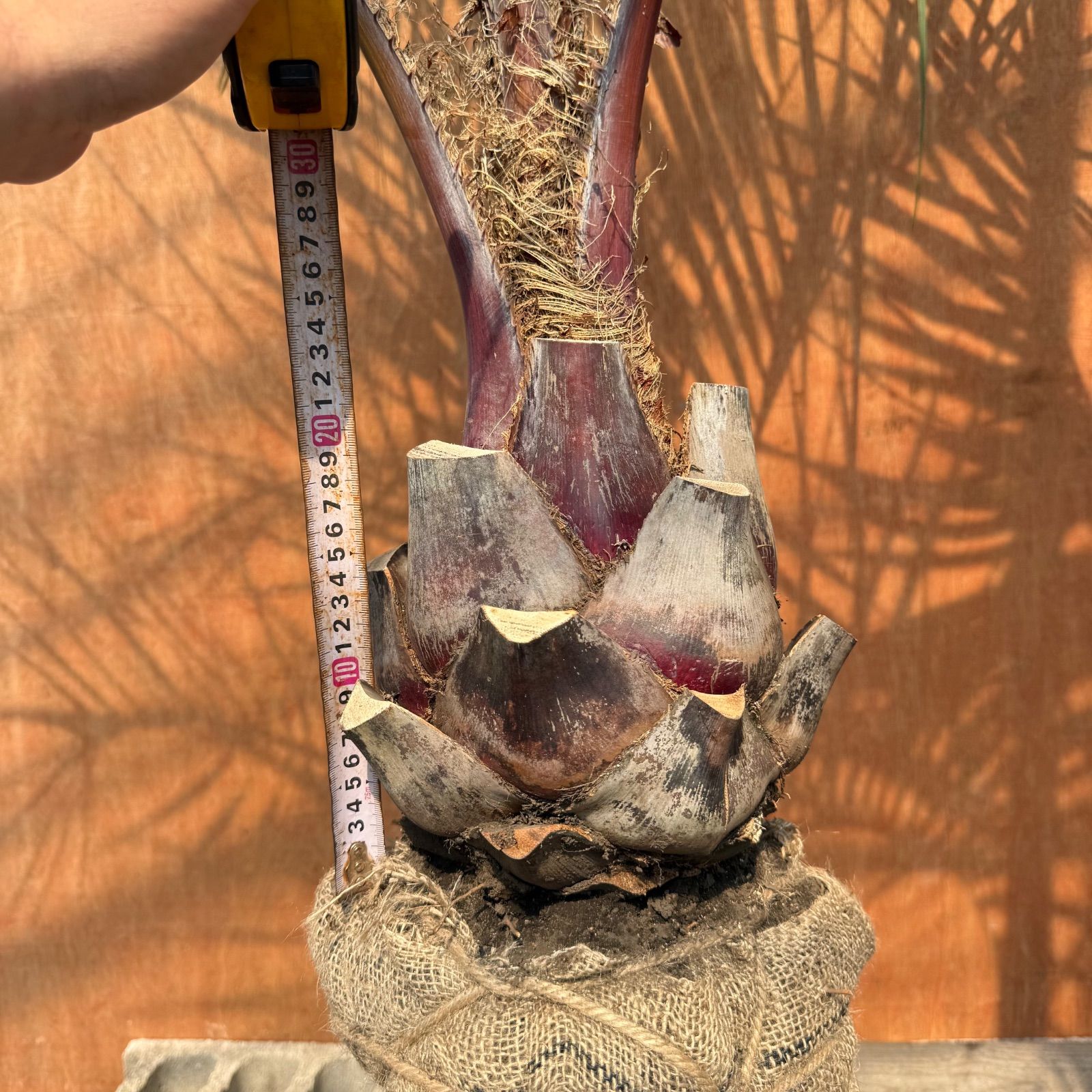 🌴ココスヤシ シルバーリーフ🌴【極太株／2本セット】 - メルカリ