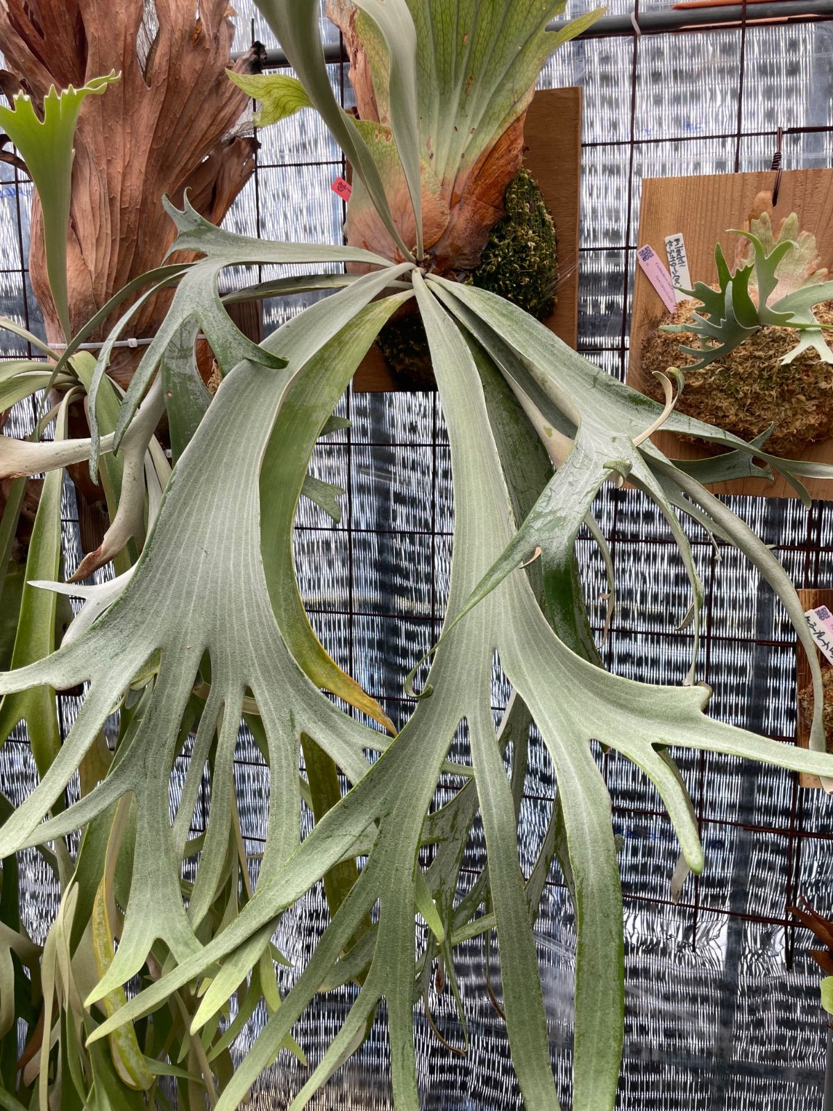 ビカクシダ ウィリンキーミスタースーダン×スノーホワイトP.Willinckii