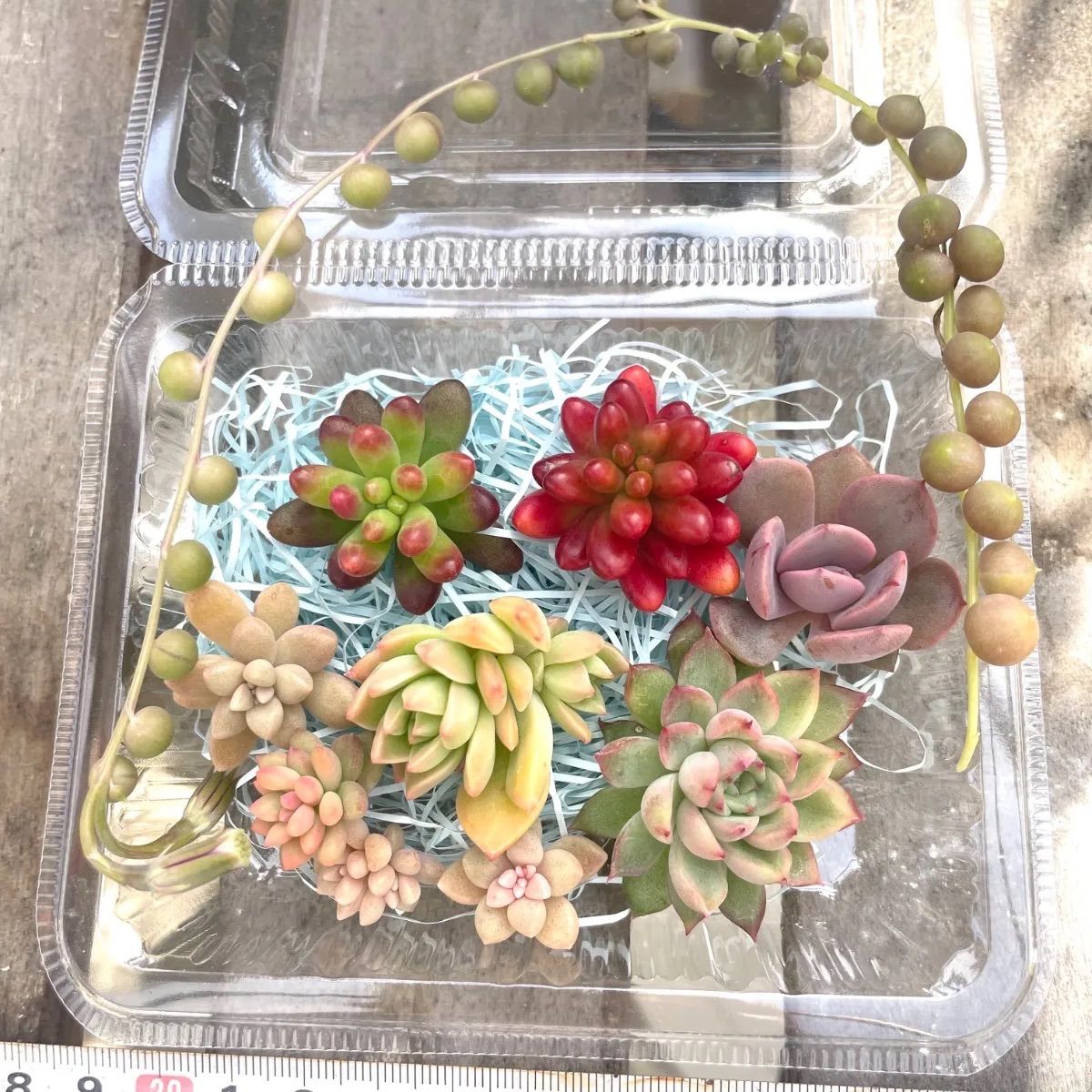 ☆多肉植物カット苗詰め合わせ➁番☆寄せ植えセット☆エケベリア小苗