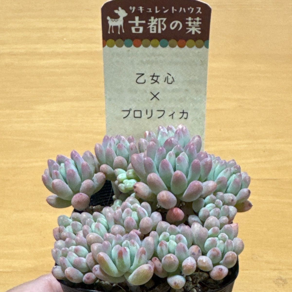 古都の葉さん苗❣️乙女心×プロリフィカ❣️札付き❗️多肉植物 抜き苗