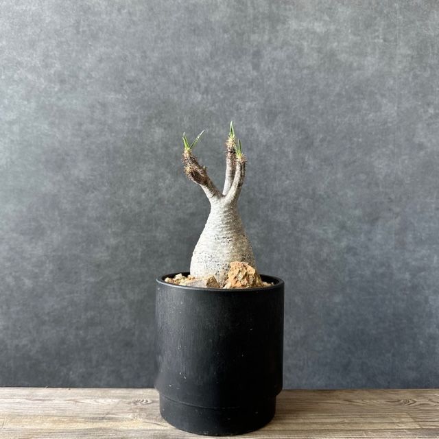 現地球・発根済】パキポディウム グラキリス 鉢付き 塊根植物
