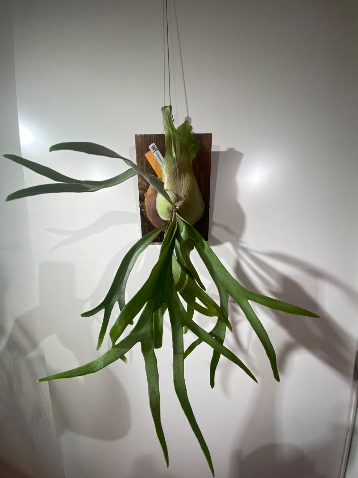 P.Princess's Crown Sporelings ビカク プリンセス - メルカリ