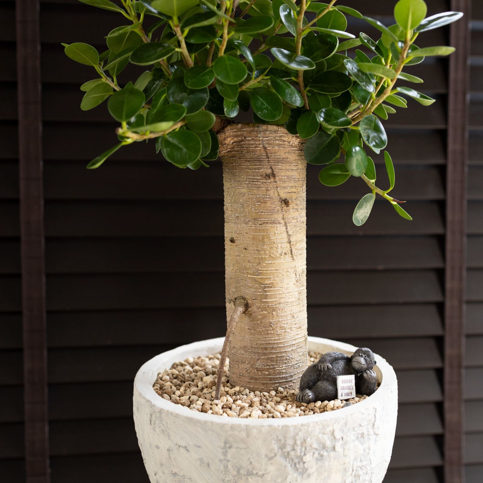 幹太】パンダガジュマル 7号 陶器鉢 ピック付 観葉植物 ガジュマルの木