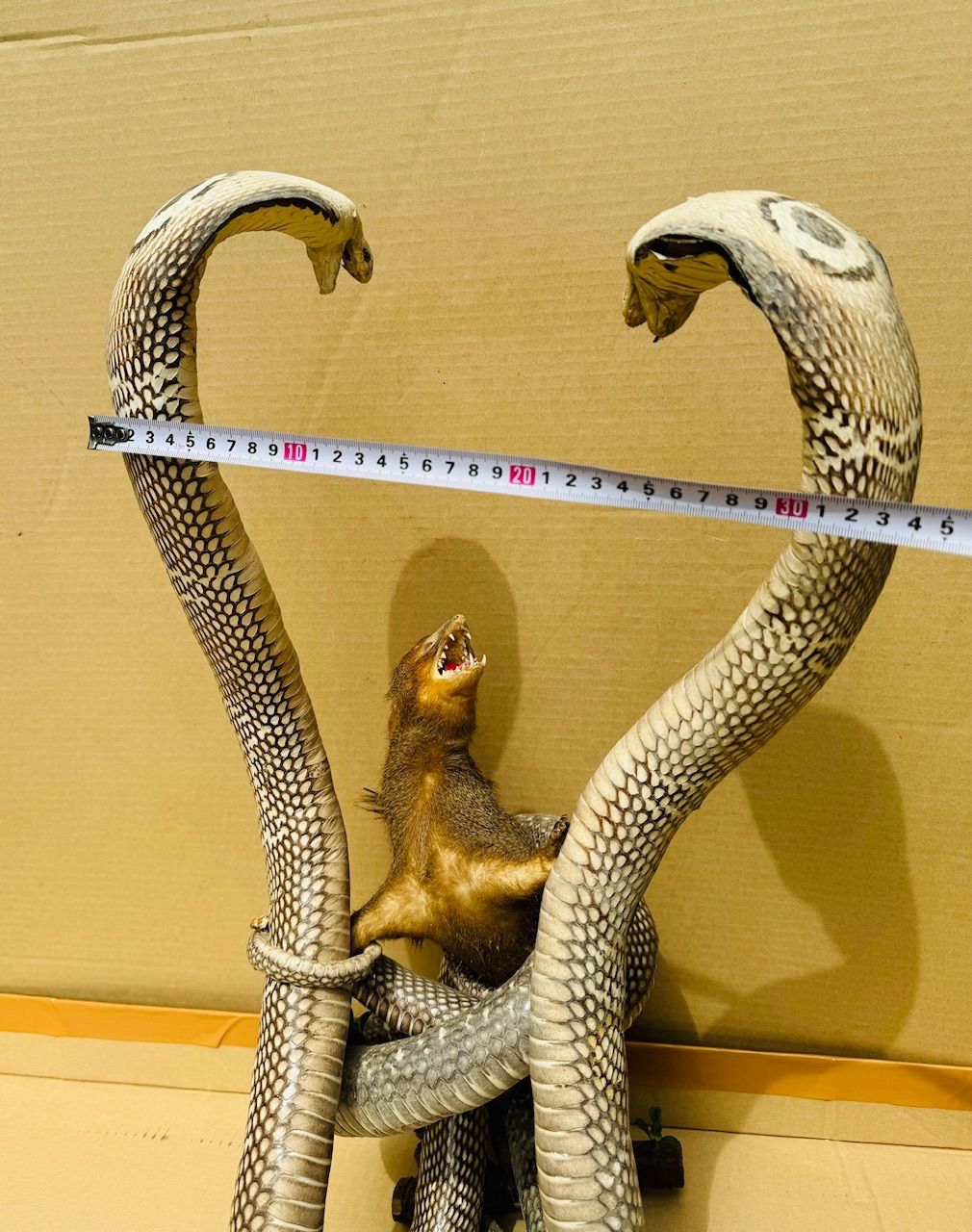 コブラ対マングース 剥製 - メルカリ