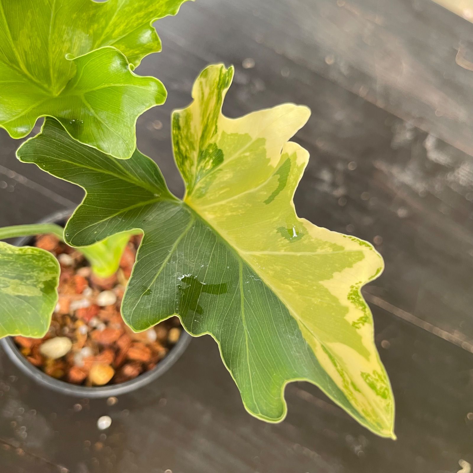 極斑】フィロデンドロン セローム 斑入り Philodendron Selloum