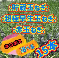 2026年最新】玉ねぎ苗 晩生の人気アイテム - メルカリ