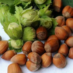 2026年最新】ヘーゼルナッツ 苗木の人気アイテム - メルカリ