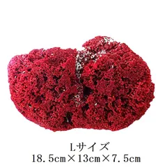 2026年最新】パイプオルガンサンゴの人気アイテム - メルカリ