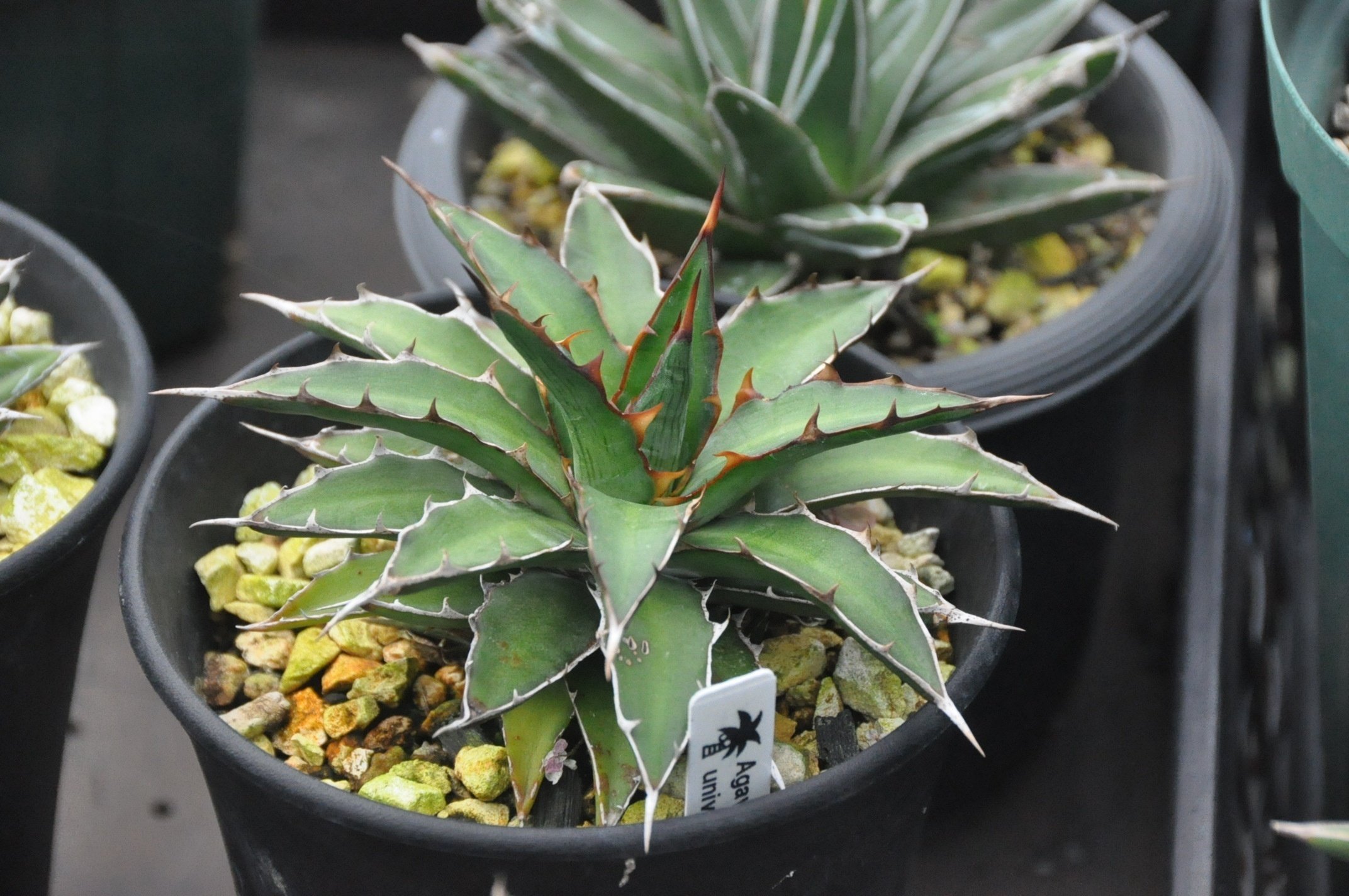 アガベ 品種紹介（Marginatae節2）｜KKGREEN