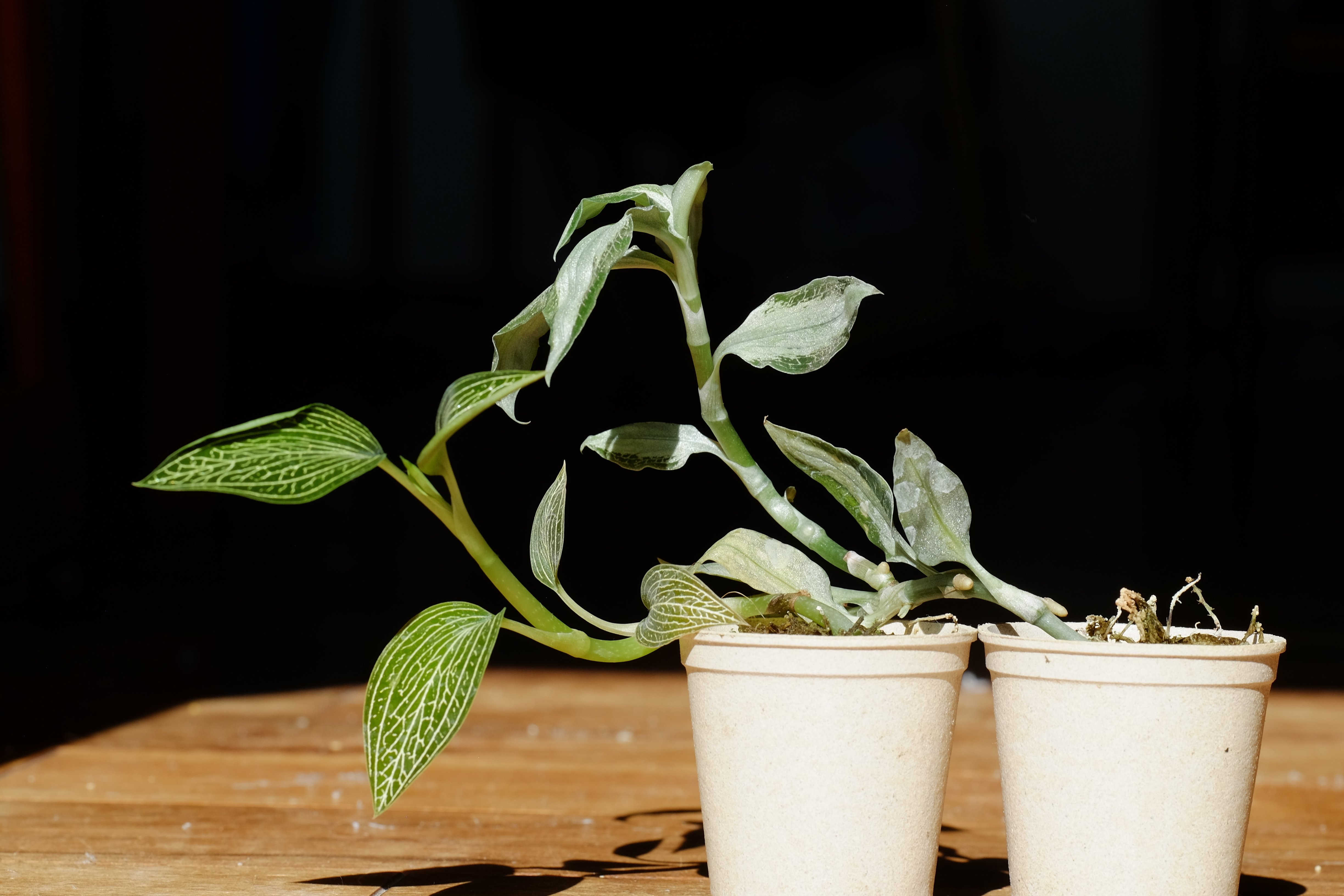 ジュエルオーキッドもやって来ていた｜ノンシャラン