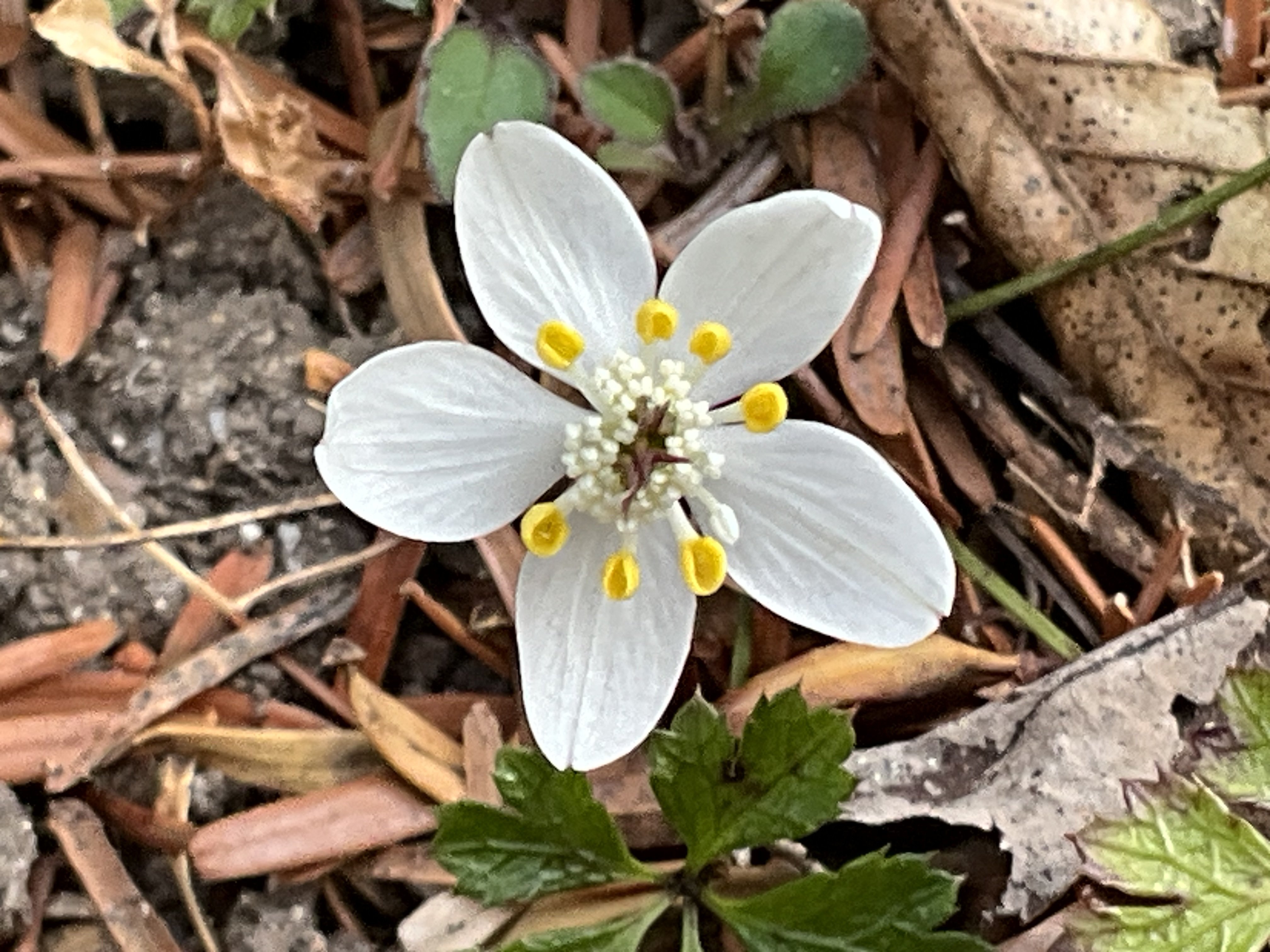 バイカオウレン（京都府立植物園）：2026年2月2日（月）｜藤井秀昭