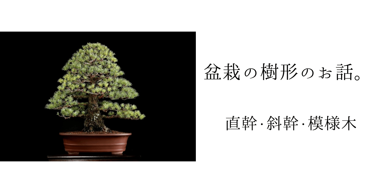盆栽の樹形（直幹、斜幹、模様木）｜植物再生工房ReBonsai わかこ