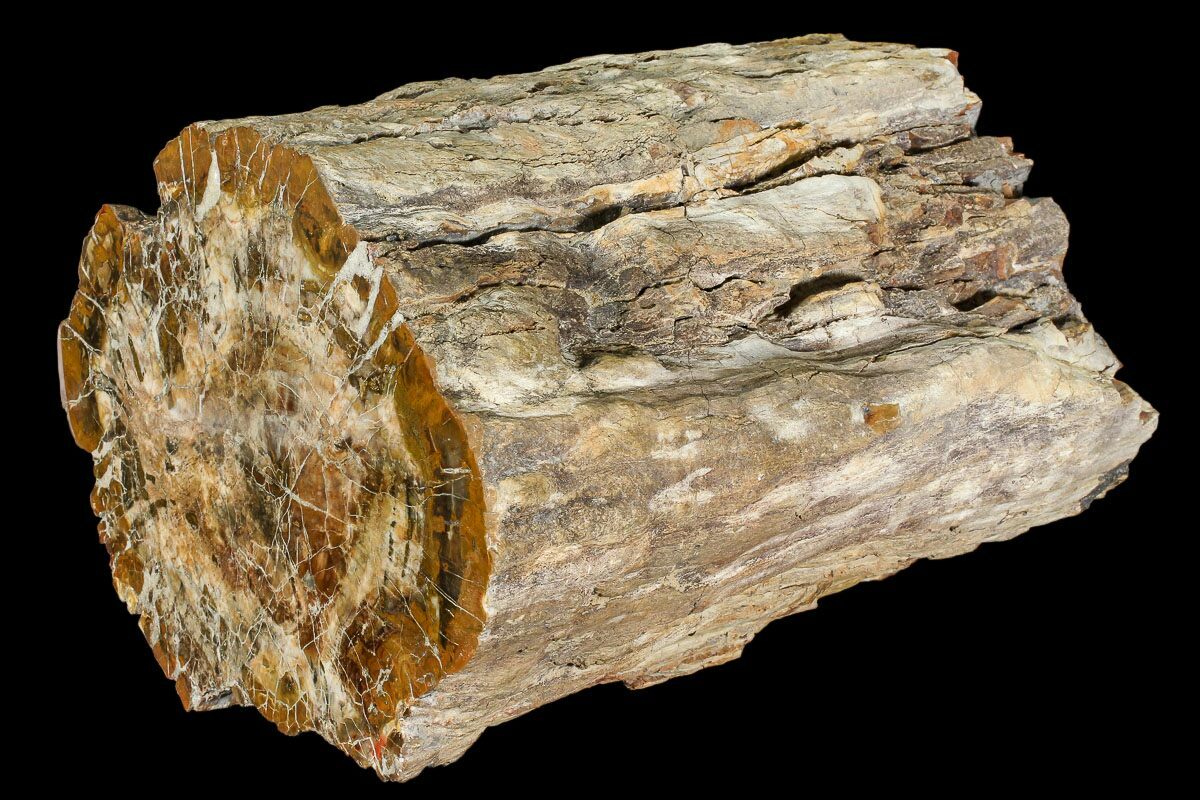 65 Pound Petrified Wood (Araucaria) Log With Polished End