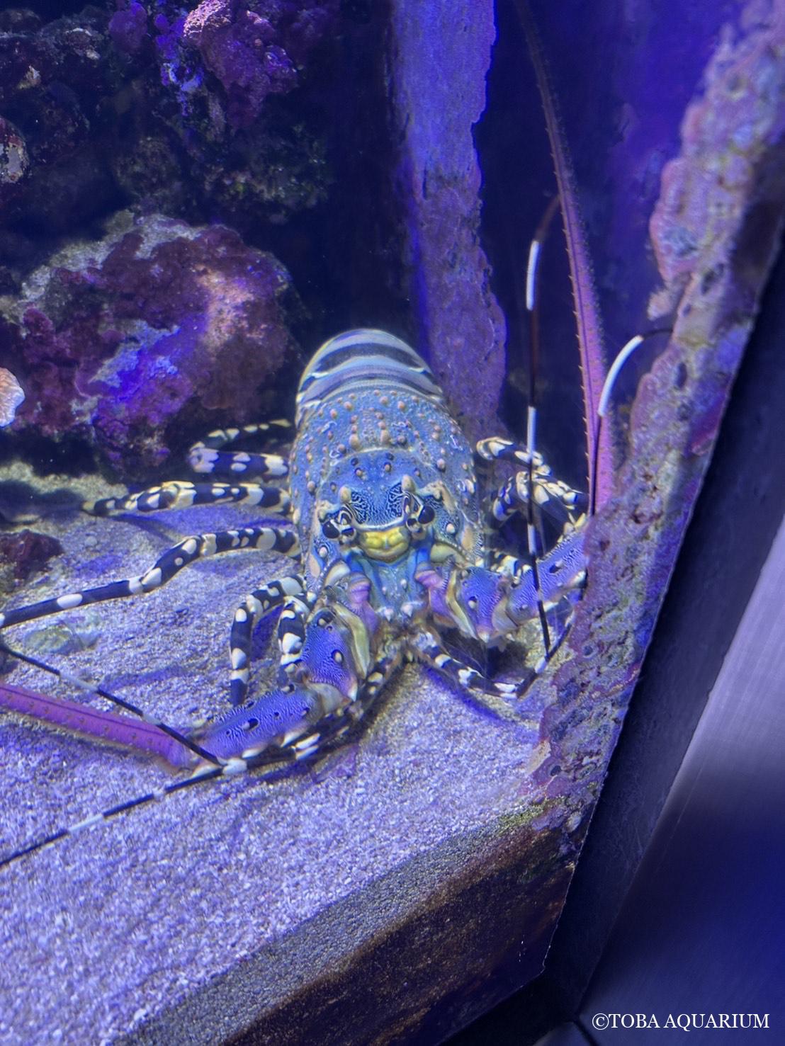ニシキエビを展示しました。 | 鳥羽水族館 飼育日記