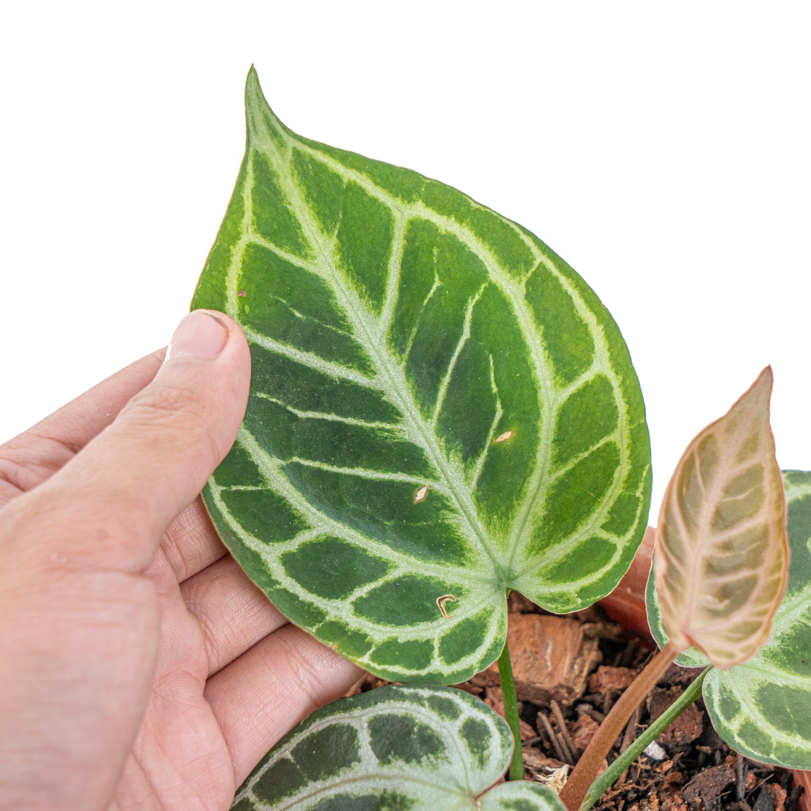 Anthurium KOS/HU (King of spades) x Red crystallinum – Aroid Market