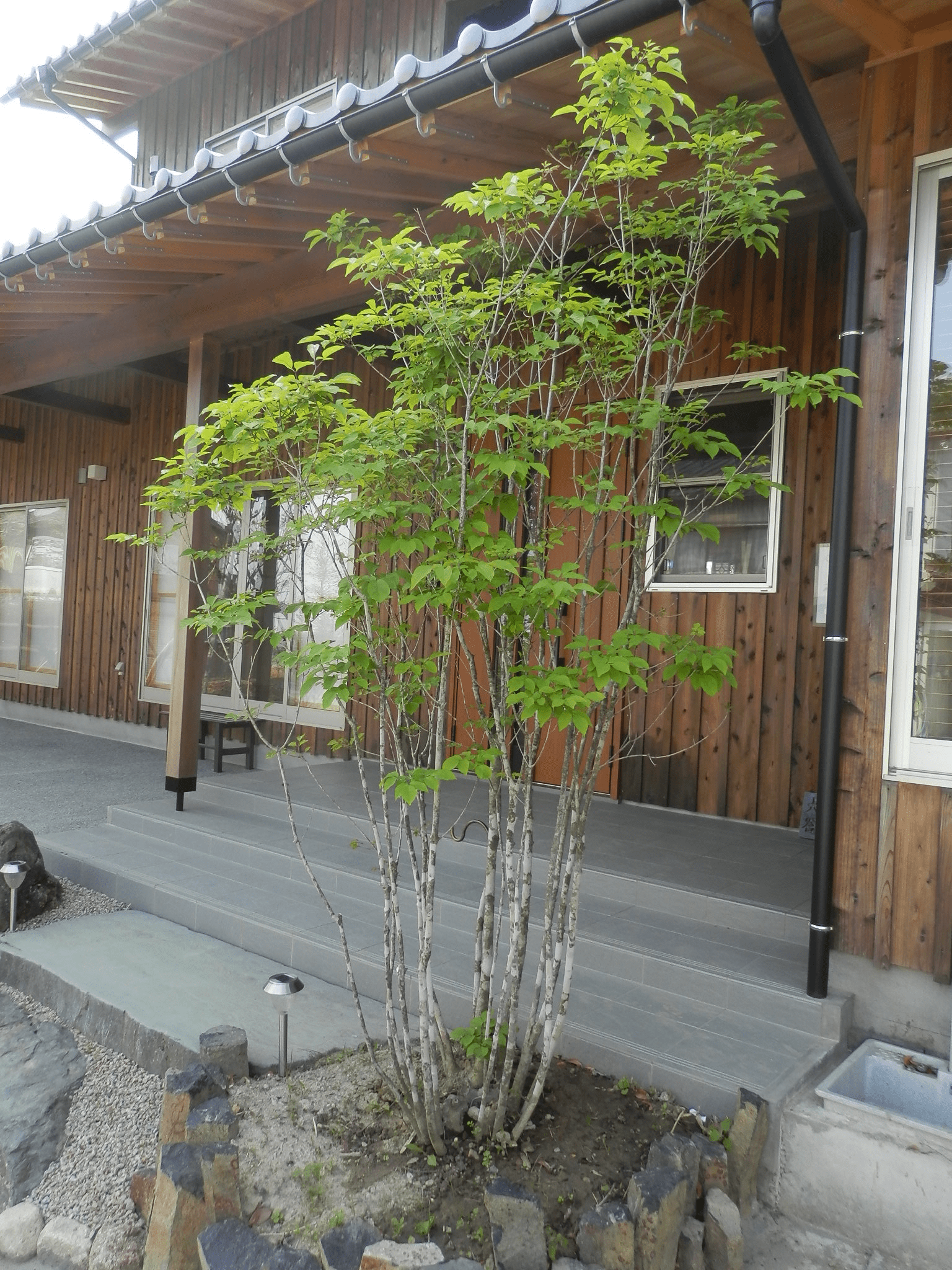 アオダモ（コバノトネリコ・アオタゴ）｜エクステリア・造園・ガーデン