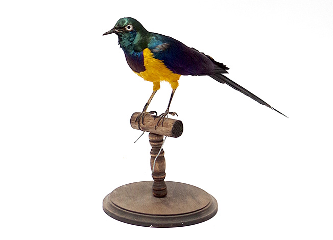 中型 | 鳥類 | 剥製の製作・直売・レンタル・修理なら剥製専門店