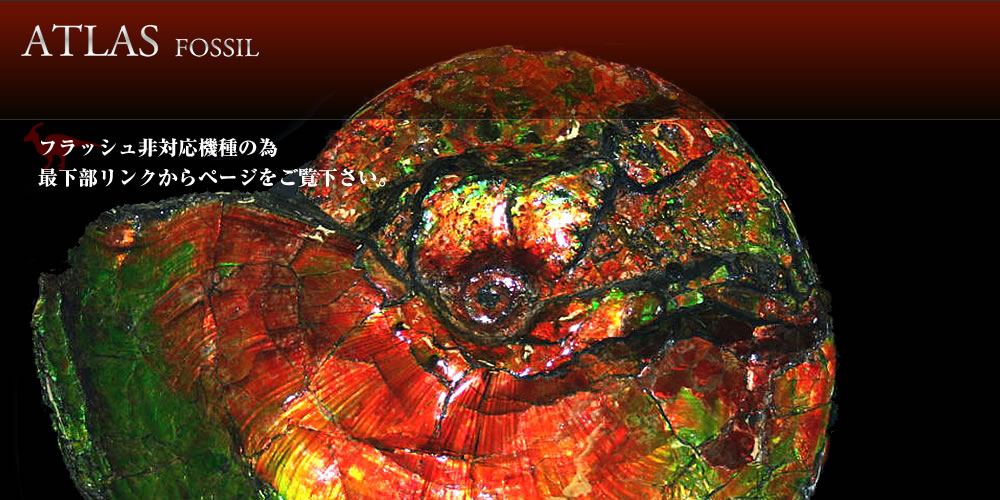 アンモライトの販売 化石販売アトラス