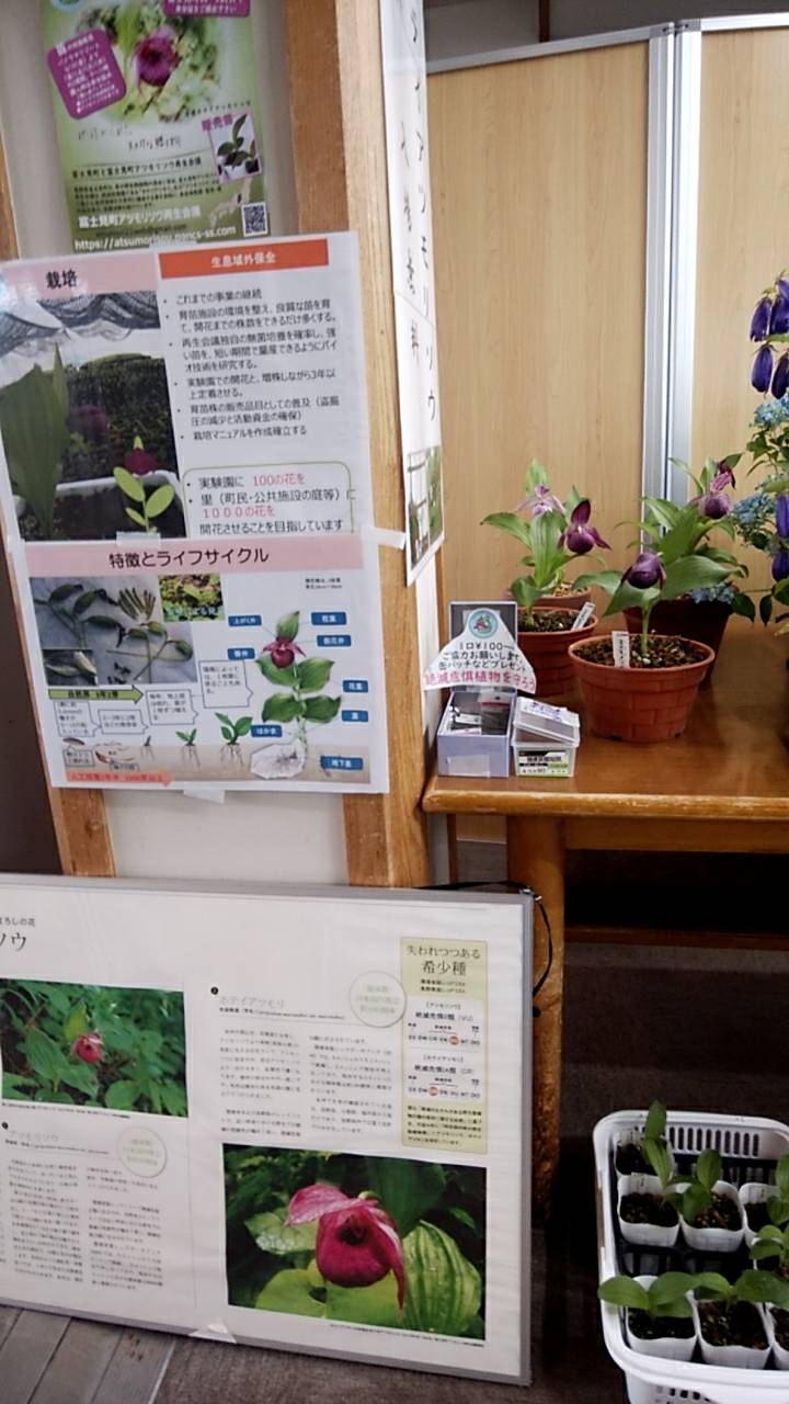 アツモリソウニュース