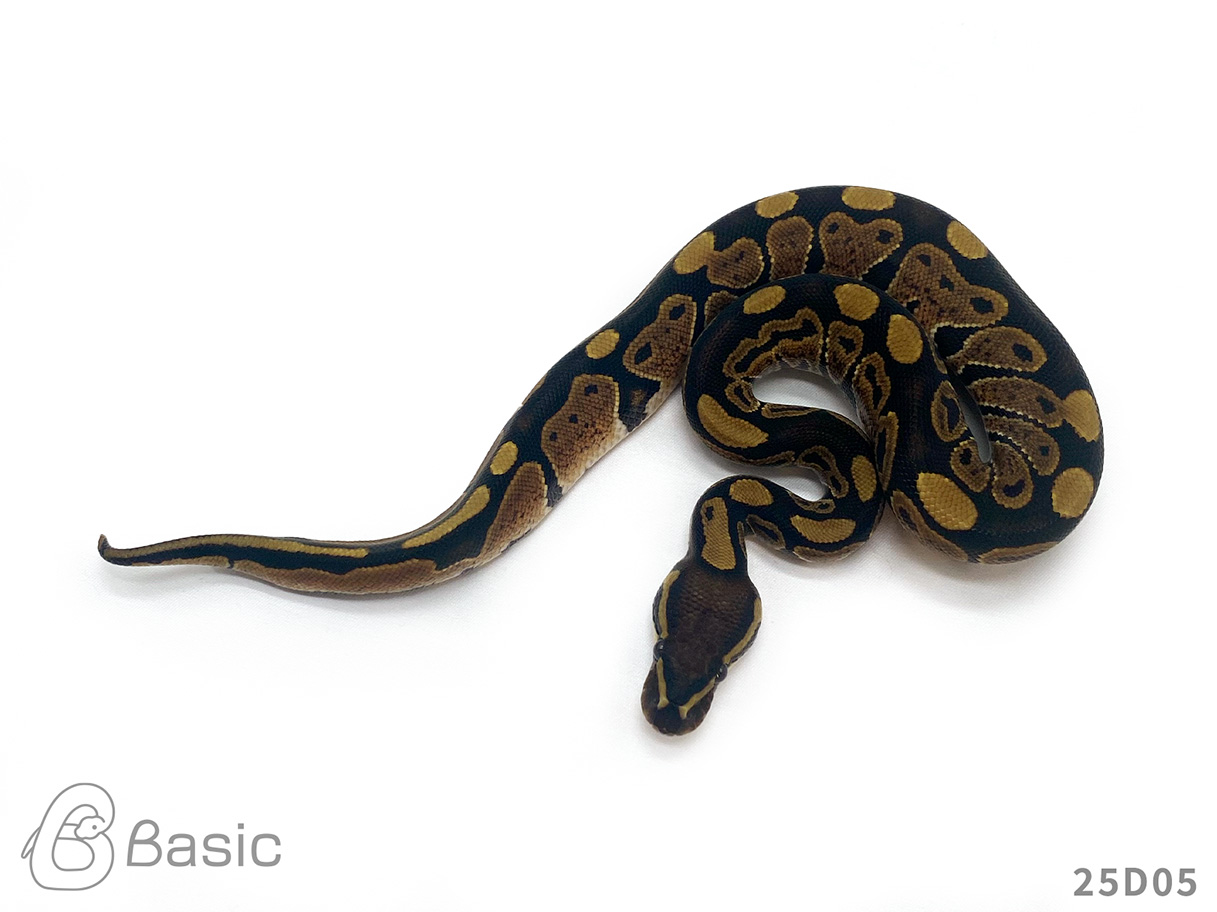 販売個体 - Basic ボールパイソン専門店