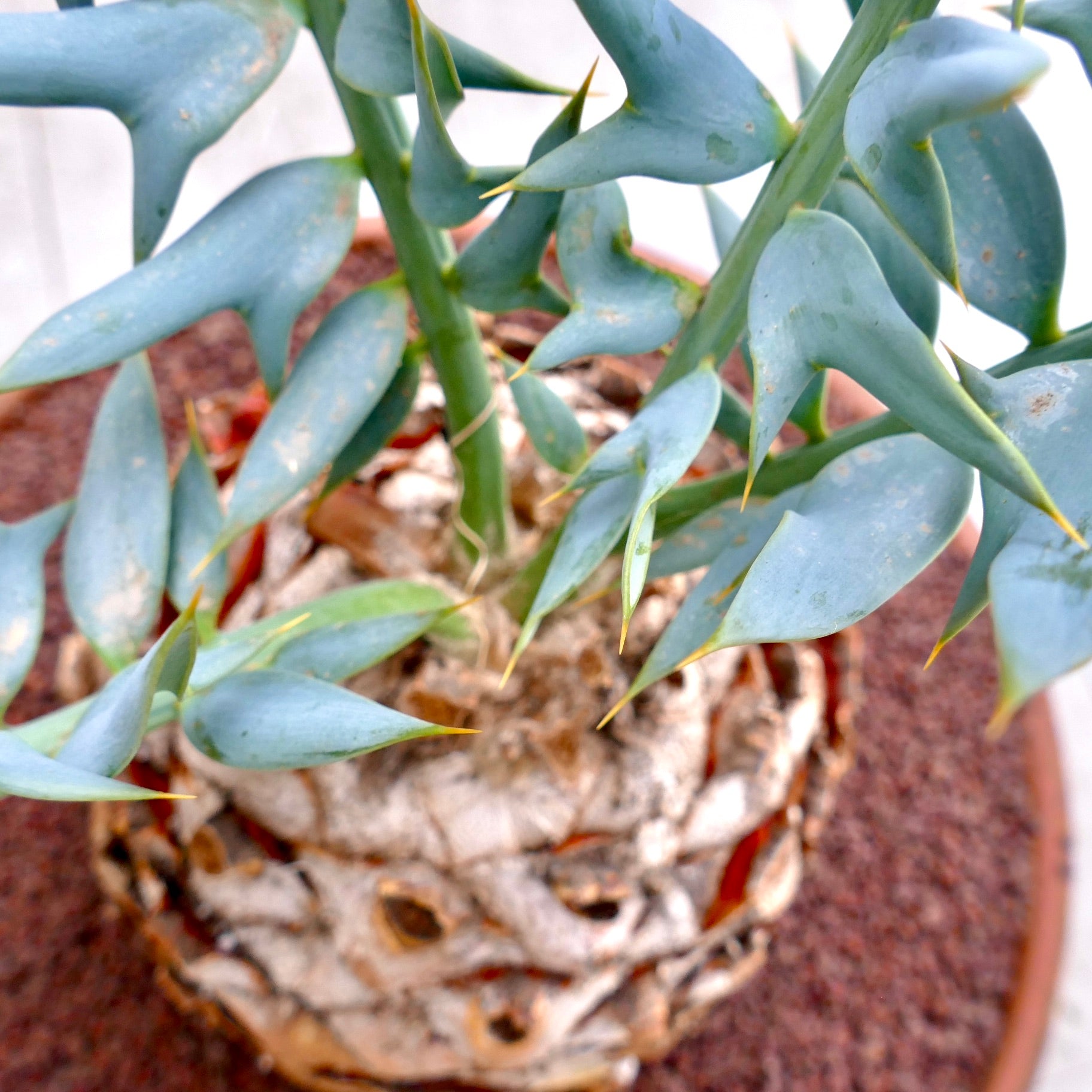 エンセファラルトス・ホリダス | 珍しい青い葉のソテツ | 今すぐ購入 |