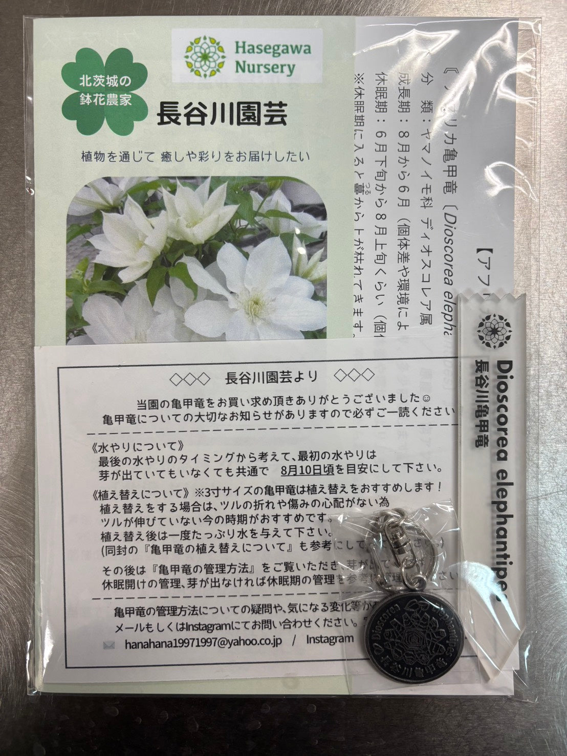 長谷川亀甲竜59 – BOTANICAL BOTANICAL
