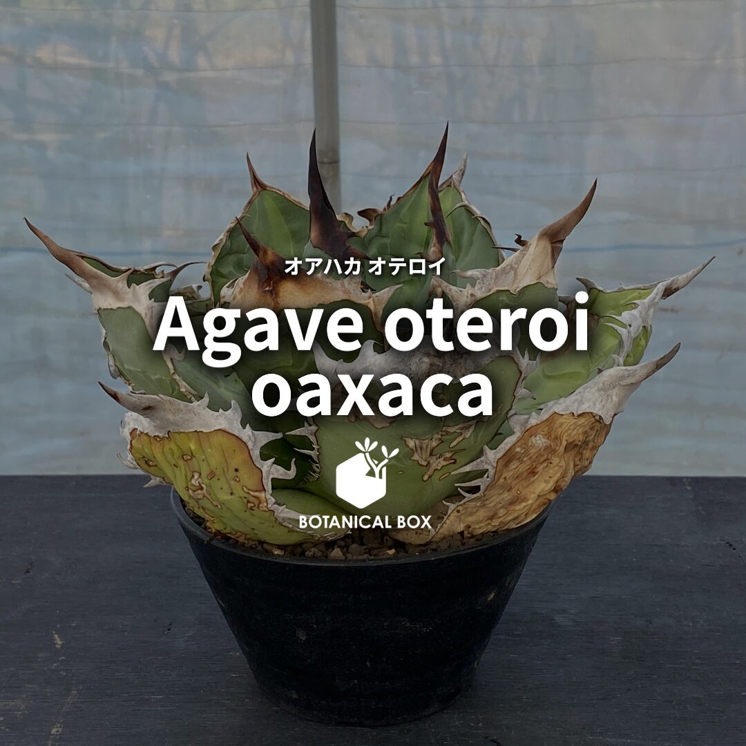 アガベ 'オアハカ オテロイ' ｜ メキシコの風が刻む、白縁の王冠