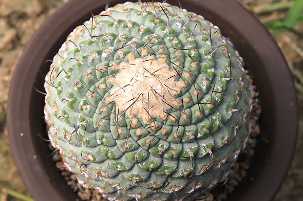 Shabomaniac! 我が家の一点モノ③菊水